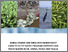 [thumbnail of Global_change_and_coral_reef_management_capacity_in_the_Pacific-engaging_scientists_and_policy_makers_in_Fiji_SamoaTuvalu_and_Tonga.pdf]