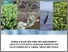 [thumbnail of Global_change_and_coral_reef_management-capacity_in_the_Pacific-engaging_scientists_and_policy_makers_in_Fiji_Samoa_Tuvalu_and_Tonga-general_background_dossier.pdf]