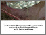 [thumbnail of Annotated_bibliography_on_the_current_status_and_product_development_of_Tilapia_in_Fiji_Samoa_and_Tonga.pdf]