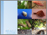 [thumbnail of Brodie_et_a_l._2013_volume_23_Fiji_Land_Snails.pdf]