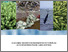 [thumbnail of Value_adding_and_supply_chain_development_for_fisheries_and_aquaculture_products_in_Fiji_Samoa_and_Tonga-PARDI_tilapia_products-sensory_evaluation_report_of_Samoa.pdf]