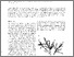 [thumbnail of N'Yeurt_&_Keats_1995_Phacelocarpus_neurymenioides.pdf]